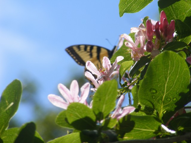 Honeysuckle butterfly.