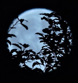moon silhouette