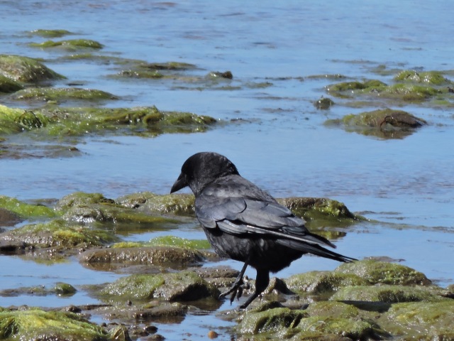 sea crow