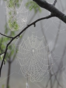 webs