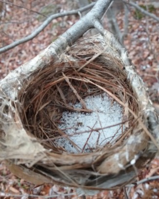 inside nest