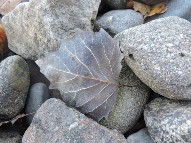 Rock leaf